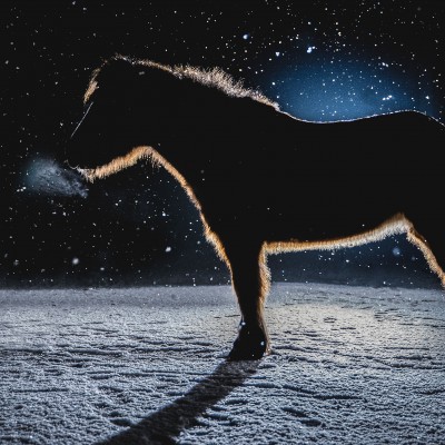 pony schnee web